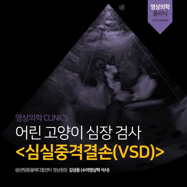  [고양이심초병원] 어린 고양이 심실중격결손, VSD (부산 심장전문진단 센텀동물메디컬센터)