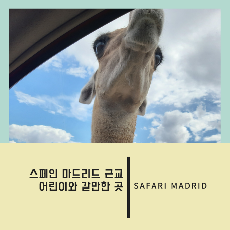  스페인 마드리드 근교 아이와 갈만한 곳(마드리드 사파리_직접 먹이주며 체험 가능한 동물원)