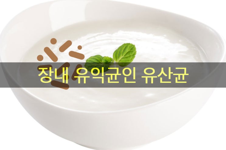  장 건강을 위해 장내 유익균인 유산균 섭취 방법? 먹이, cfu란?