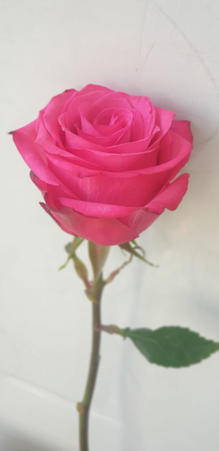  장미들에 반한날. 마를린먼로장미 향 뭐지?