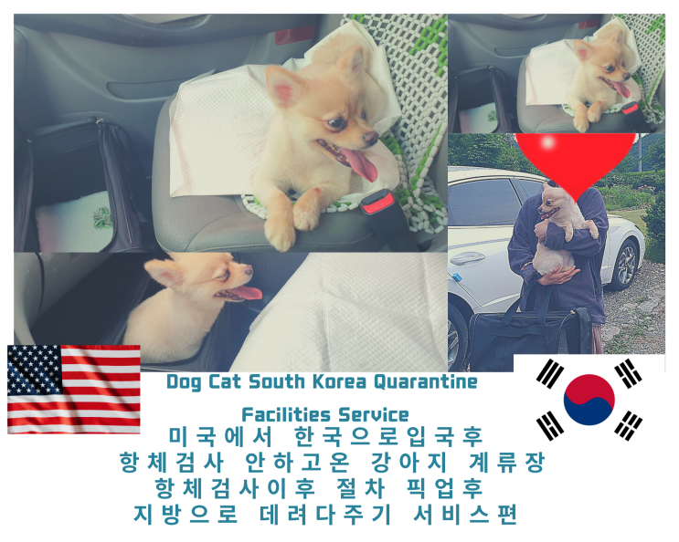  미국에서 반려견 강아지 고양이 한국입국 검역 항체검사 영종도계류장 픽업 서비스