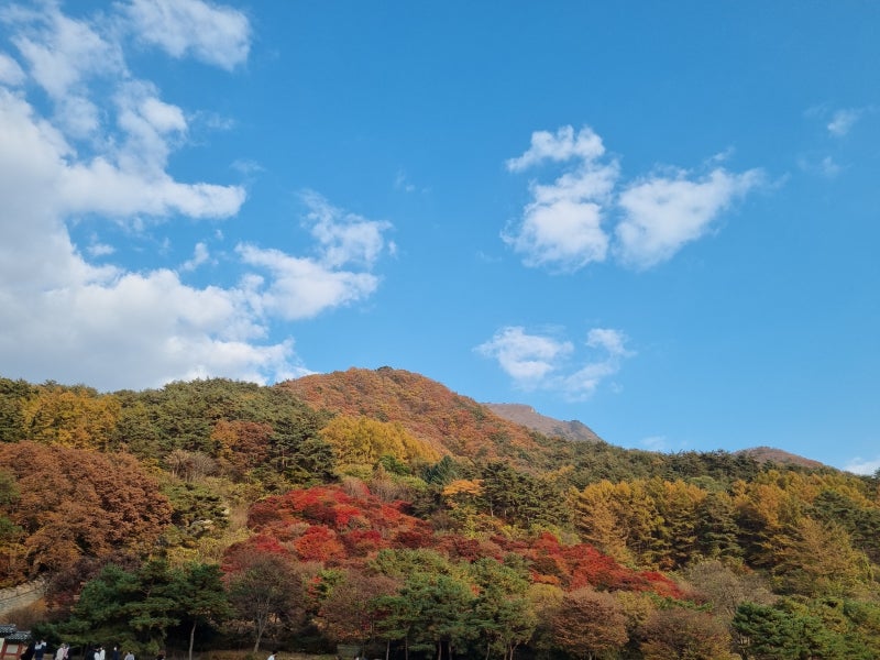 문경 레일바이크/문경 사과축제/문경 사과 따기 체험/문경새재