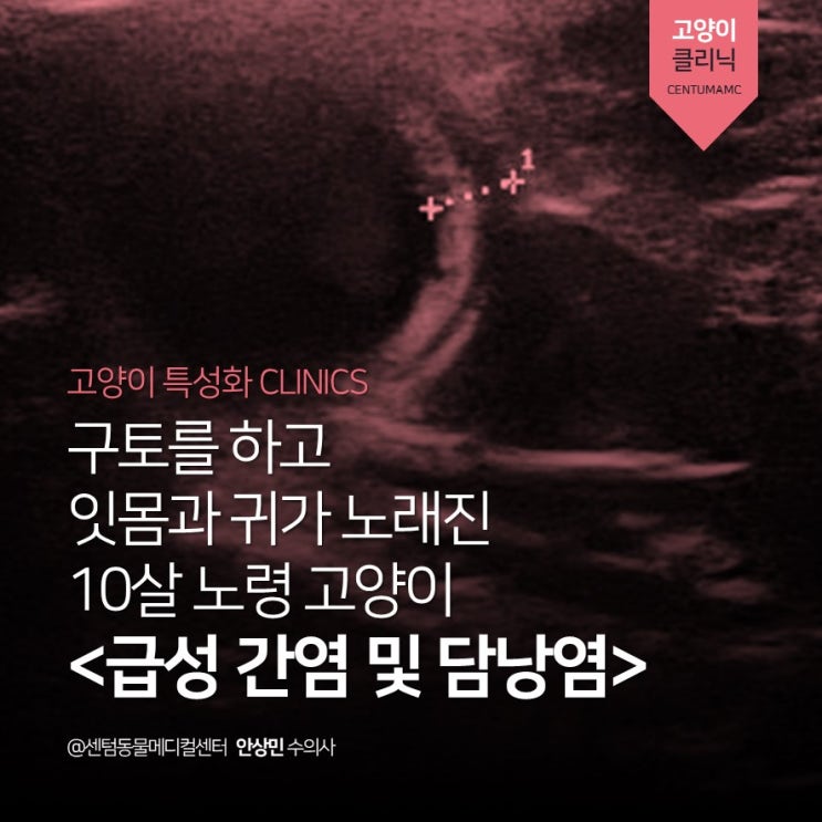 10살 노령 고양이 구토와 황달 <급성 간염 및 담낭염> (부산 고양이를 위한 동물병원, 센텀동물메디컬센터)