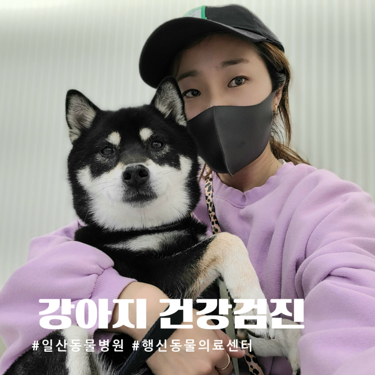  일산 동물병원 행신동물의료센터에서 노견 강아지 건강검진