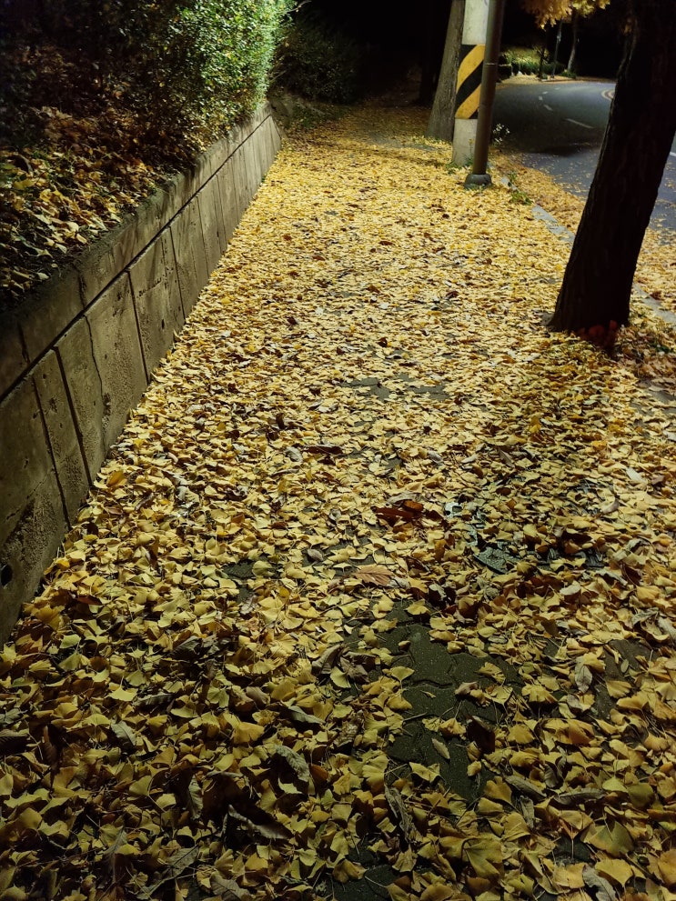  은행잎떨어지는거리,겨울비,