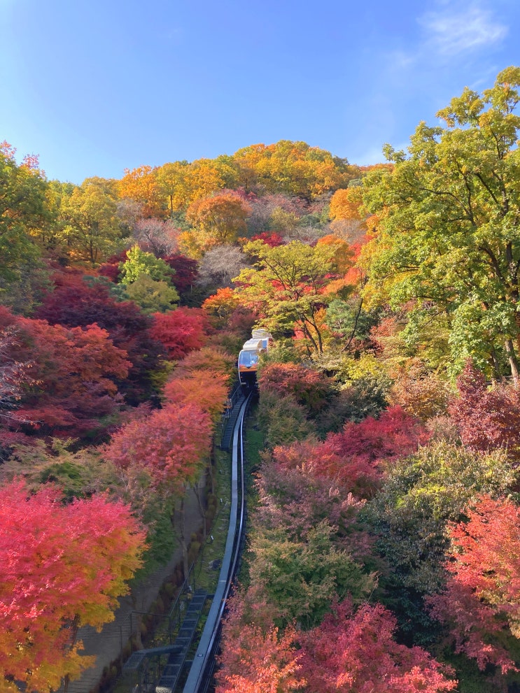  곤지암 화담숲 아기와 단풍 놀이 후기 (유모차 고객 주차팁, 모노레일 발권팁, 주막 막걸리)