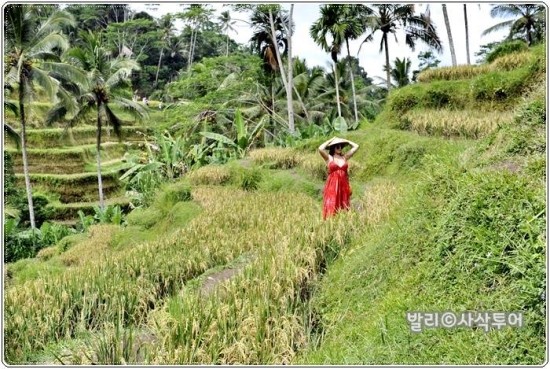  인도네시아 발리 감성사진 - 뜨라갈랑 라이스 테라스 Tegalalang Rice Terrace