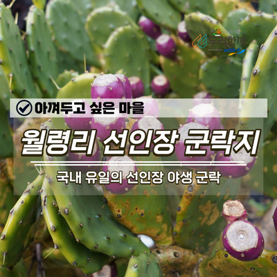  아껴두고 싶은 마을 월령리 선인장 군락지