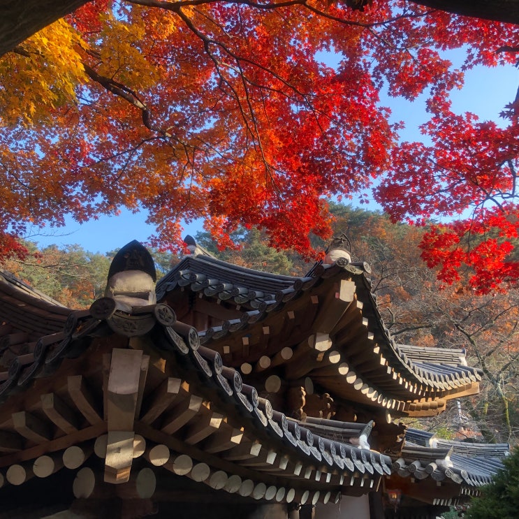  북한산 아이와 함께 단풍 보러가기 좋은 곳, 리덤 추천 : 우이동 만남의 광장/한옥카페 선운각/ 파라스파라