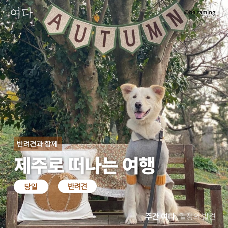  [제주여행] 반려견과 제주로 떠나는 여행