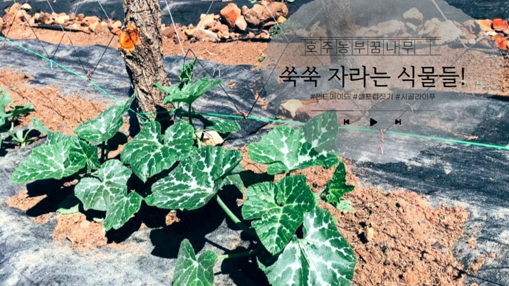  [호주농부꿈나무] 쑥쑥 자라는 식물들 #경찰등장 #버스여행 #농사