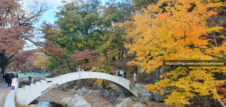  부산 인근  통도사 울긋불긋 단풍 명소