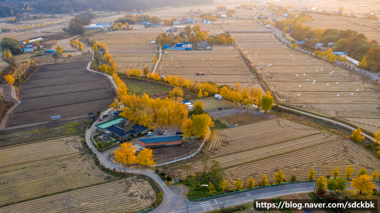  충남 보령시 청라 은행마을
