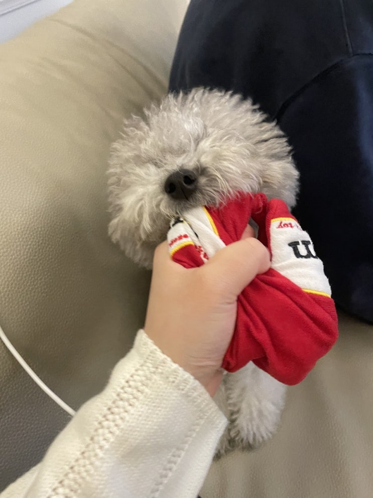  강아지 클리커 훈련용품 구매한 후기 :)