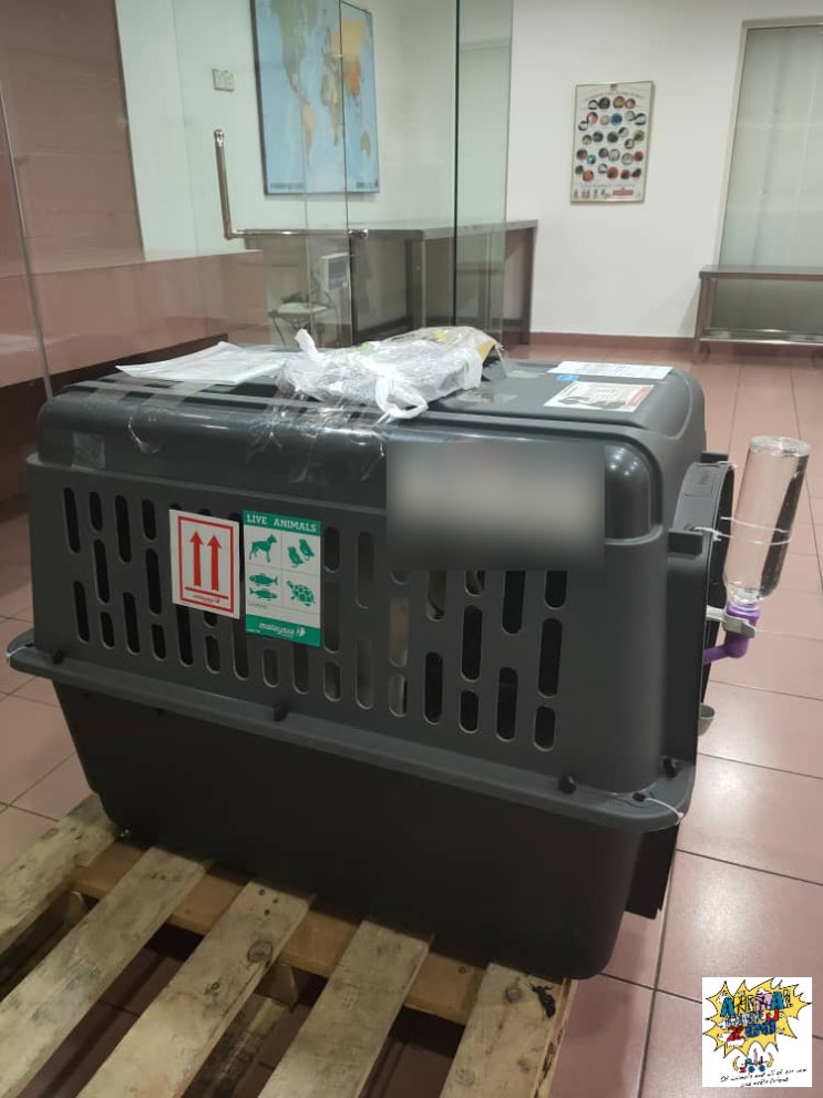 중국 광저우에서 반려동물 반려견  강아지 고양이 검역 한국 출국 입국  운송 통관