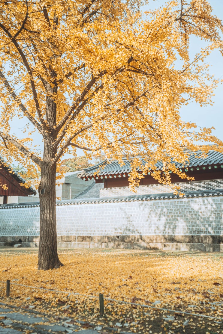  서울 데이트코스 추천! 가을 단풍이 무성한 종묘 탐방기