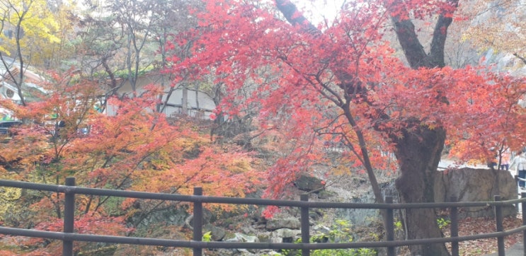  공주 가볼만한곳 단풍명소 계룡산