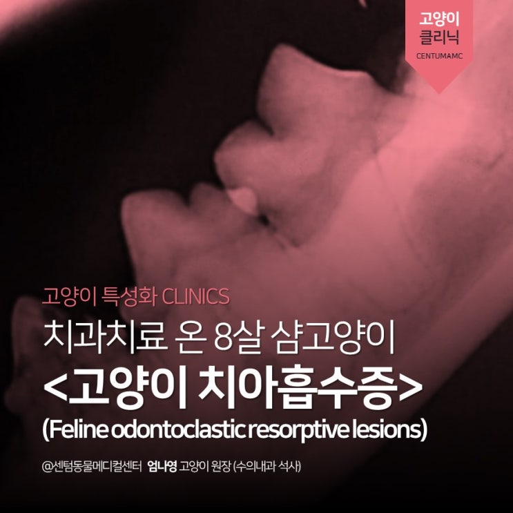  치과치료 온 8살 샴 <고양이 치아흡수증> FORL (부산 고양이 치과 동물병원, 센텀동물메디컬센터)