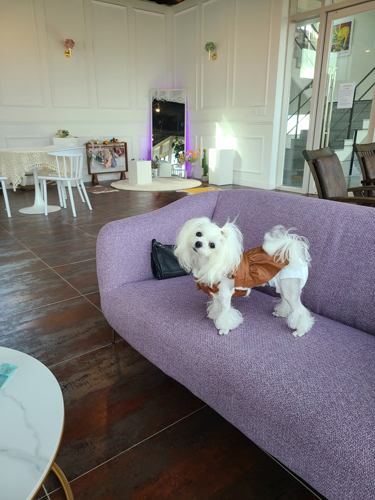  세종 애견동반 카페 : 나만봄 카페  실내동반 루프탑까지 최고!