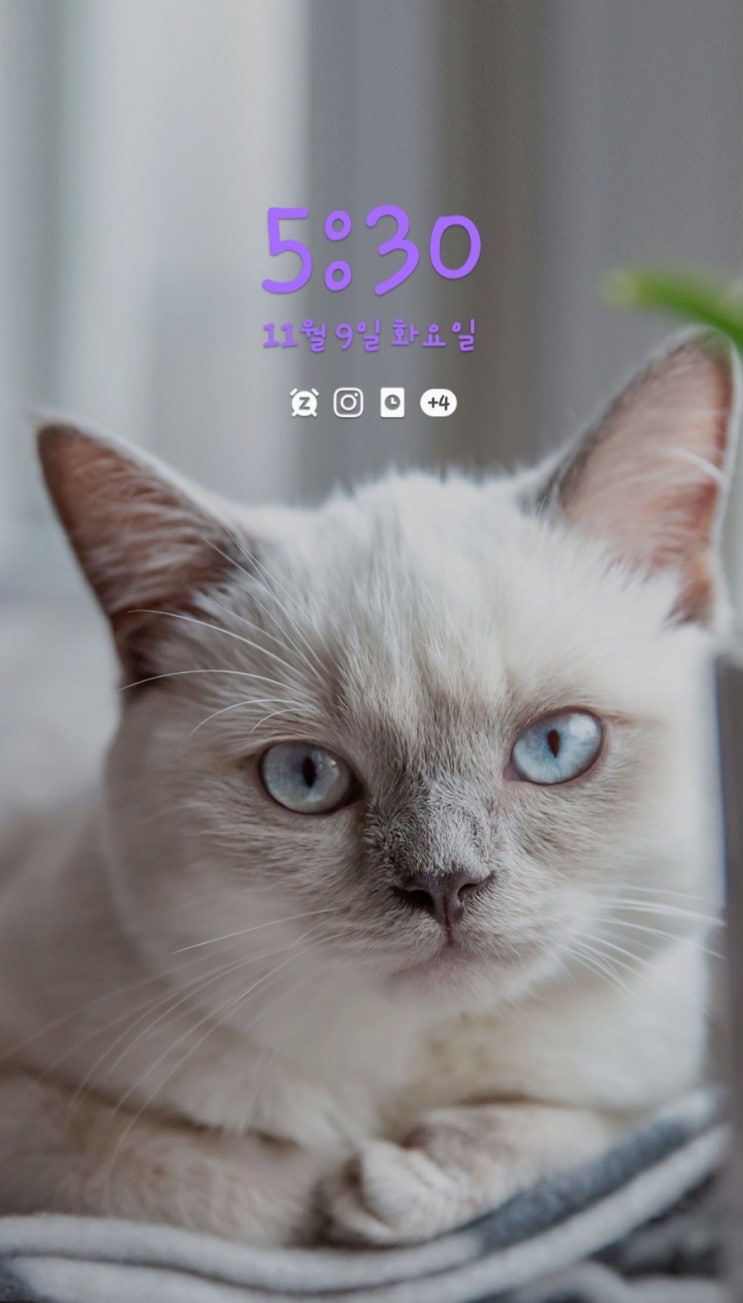  미라클모닝 81일차~83일차, 11월11일은 빼빼로데이 가래떡데이 특별한날
