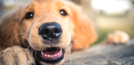 강아지 수염의 기능과 필요성에 대한 포스팅