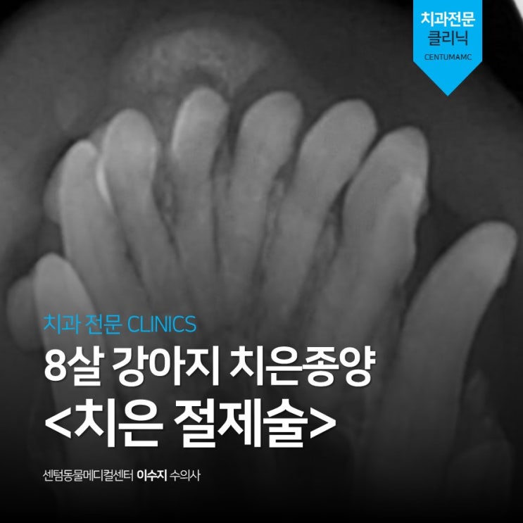  8살 강아지 치은종양 <치은 절제술> (부산 강아지 치과 동물병원, 센텀동물메디컬센터)