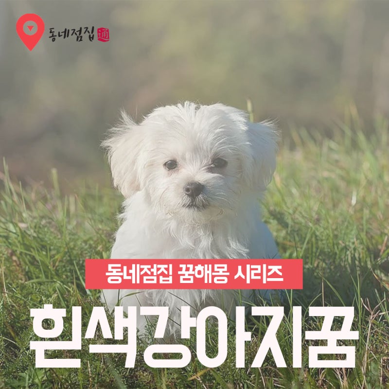 흰색강아지꿈 하얀 새끼 강아지꿈몽 깔끔하게 정리!