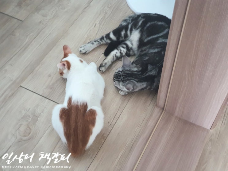  <2인2묘 라이프> 2021. 11. 8. 애교쟁이 슈비 밤비