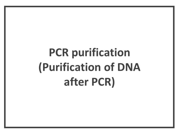  [생화학실험.분자유전학실험.유전공학실험] PCR purification (Purification of DNA after PCR)