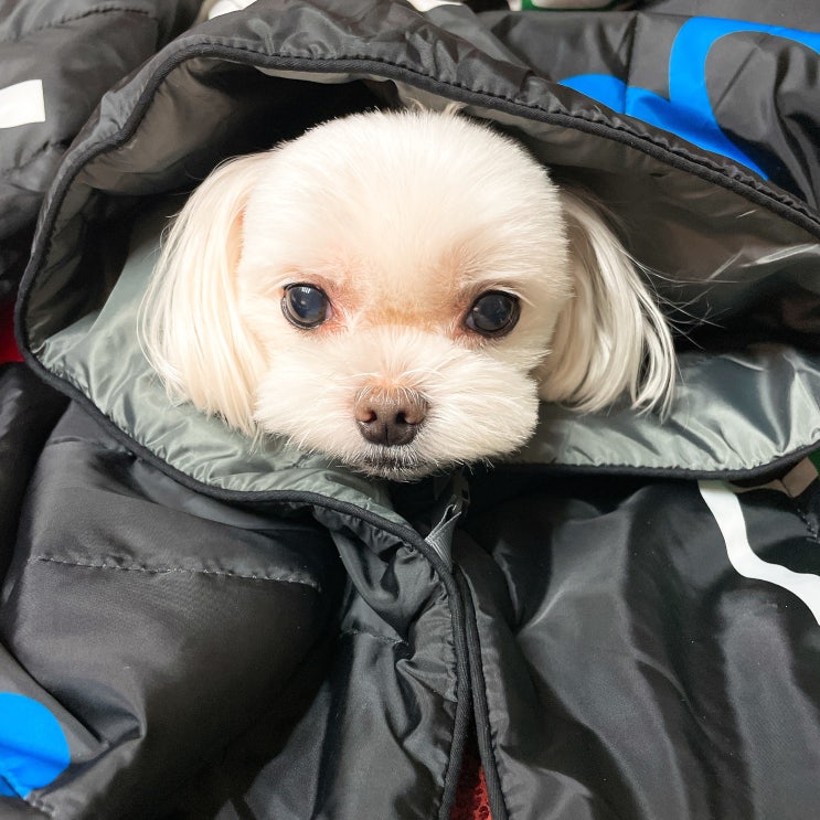  [2022 스타벅스 윈터 e프리퀀시] 크리에이티브 컴포터 블랙 패딩담요 수령기