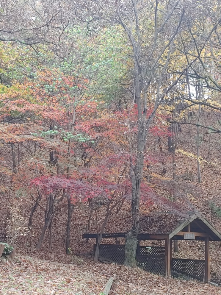오늘 아침 망현산의 낙엽들 모습