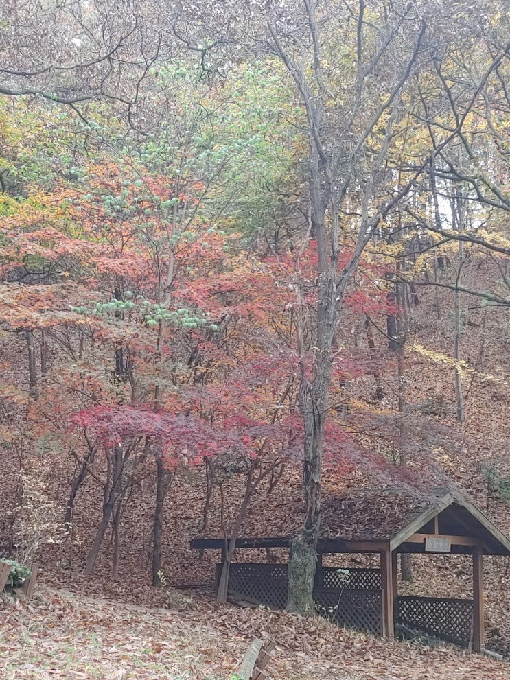 오늘 아침 망현산의 낙엽들 모습 오늘 아침 망현산의 낙엽들 모습