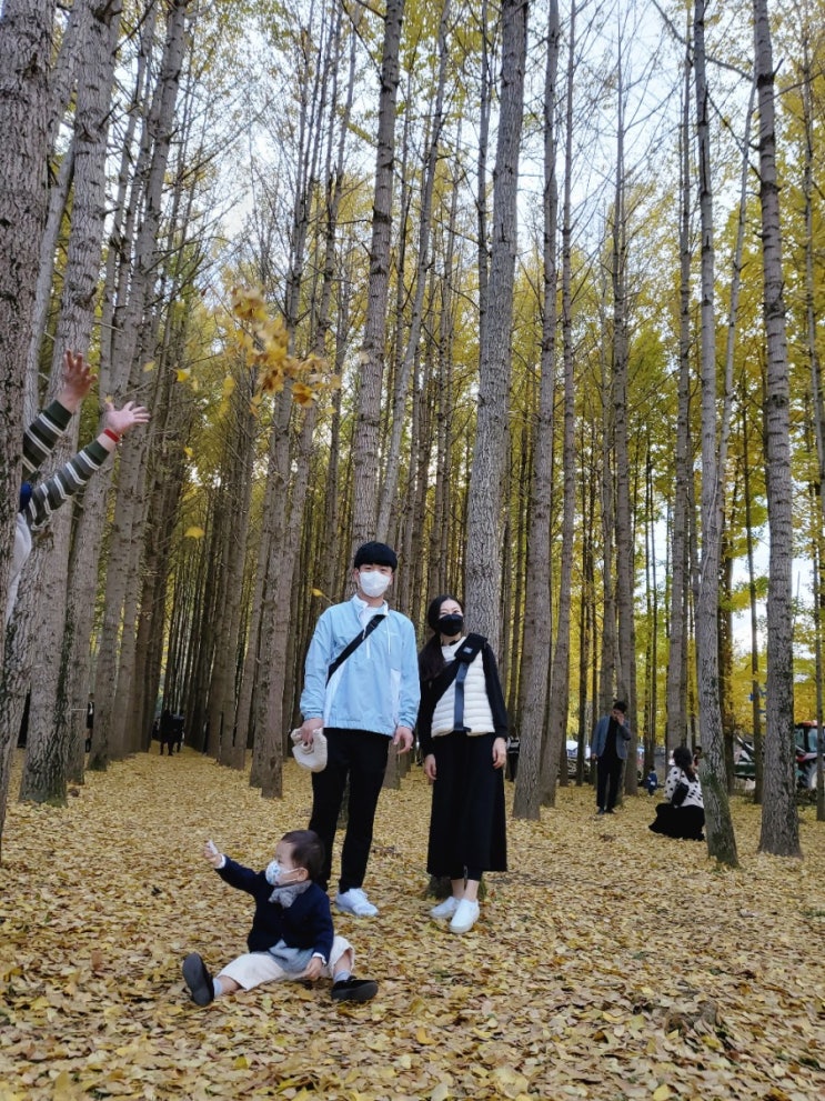  [경주여행] 경주은행나무길 도리마을 ! 경주단풍 만끽하세요 ^^