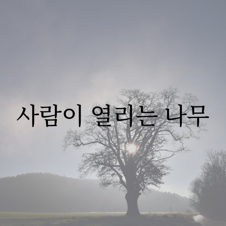  사람이 열리는 나무 / 레전드 공포 괴담