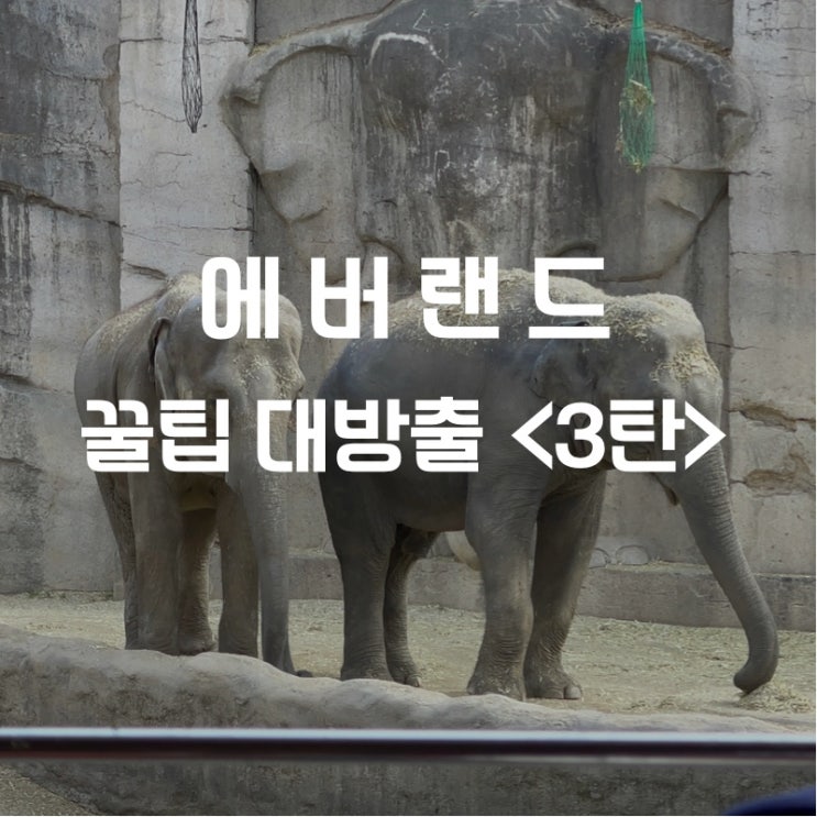  에버랜드 꿀팁 대방출 사파리월드 VS 로스트밸리 그것이 문제로다 (3편 어디로 가면 좋을지 싹 정리해 드림)