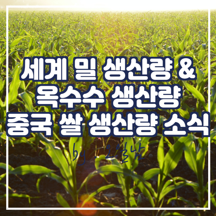  세계 밀 생산량 감소, 미국 옥수수 수확량 및 기말 예측치 증가, 중국 쌀 생산량 소식