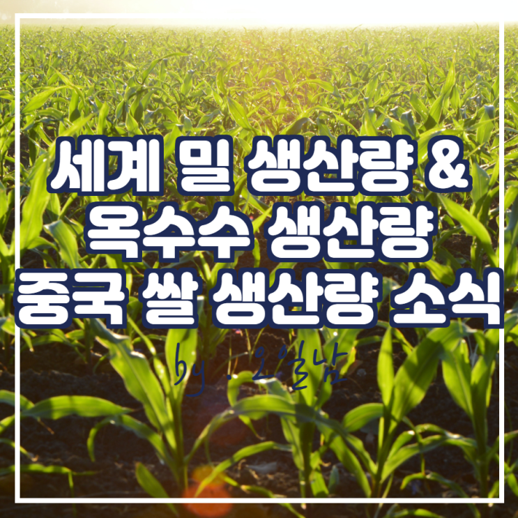 세계 밀 생산량 감소, 미국 옥수수 수확량 및 기말 예측치 증가, 중국 쌀 생산량 소식