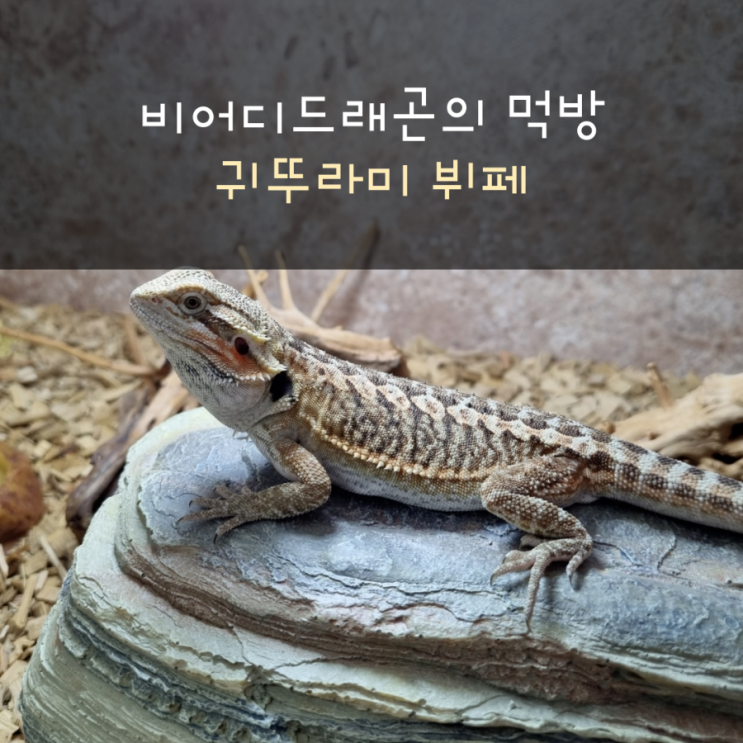  비어디드래곤의 먹방