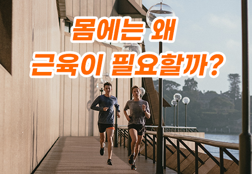  우리몸은 왜 근육이 필요한가, 근육의 중요성을 알아보자!