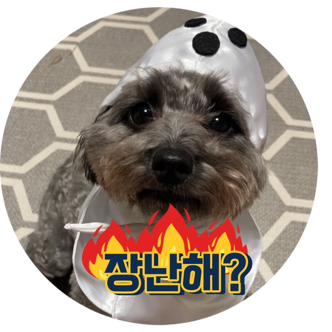  삼이목장 강아지옷 강아지모자 강아지할로윈케이프