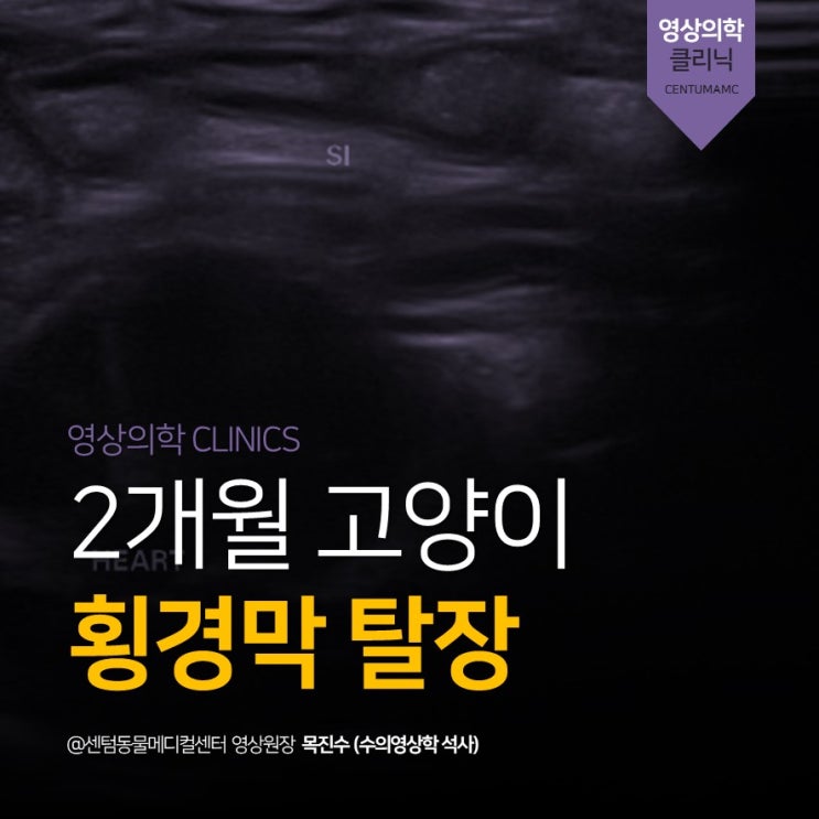  2개월 고양이 <횡경막 탈장> (센텀동물메디컬센터, 부산 고양이 건강검진 동물병원)
