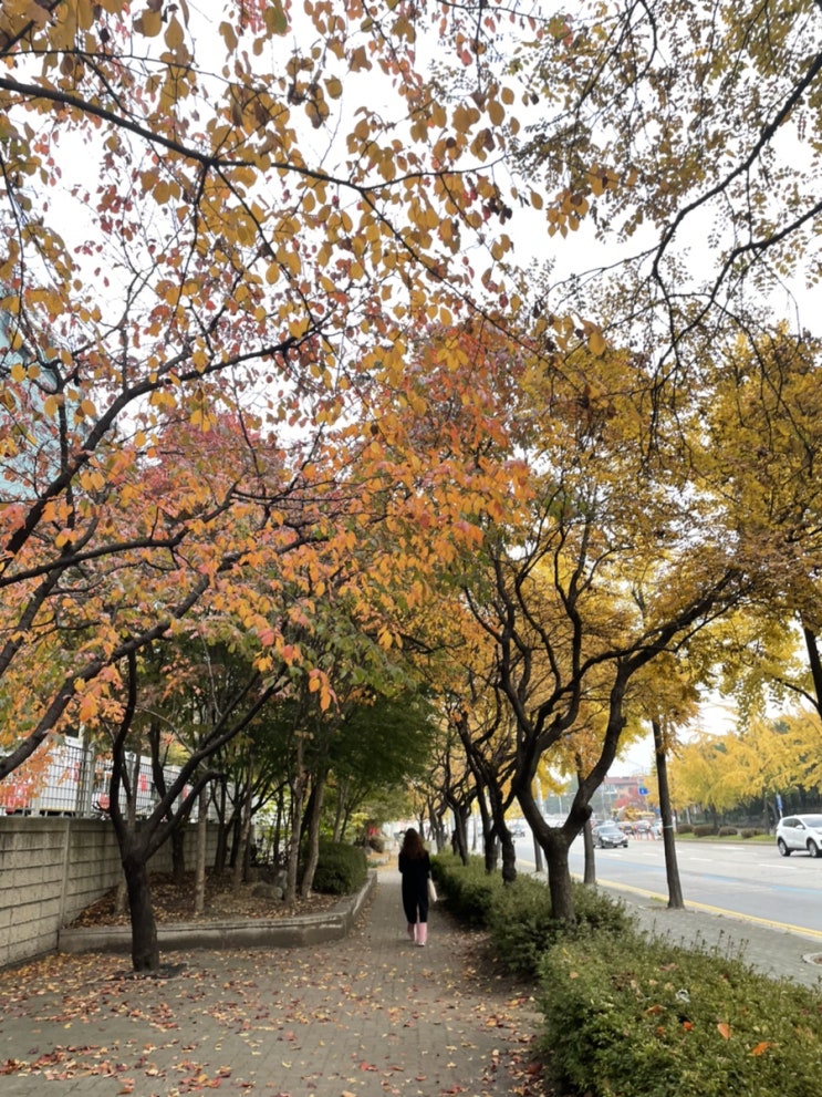  11월 일기