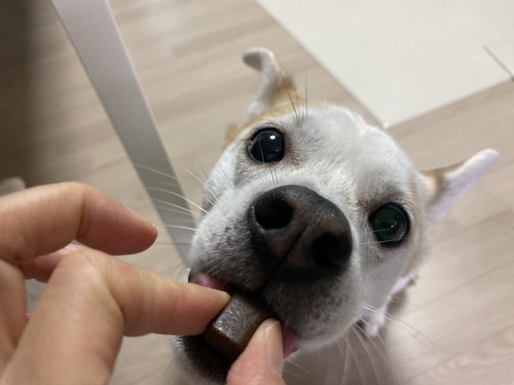  면역력에 좋은 365멍타민, 강아지 영양제로 그만이죠!