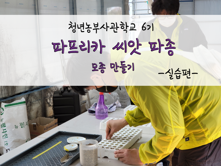  파프리카 씨앗 파종하기(모종키우기)_211111
