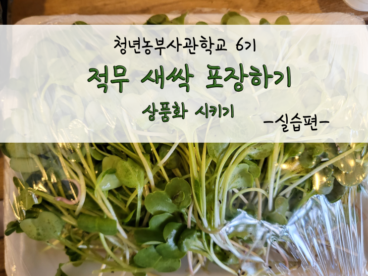  적무 새싹 포장하기(상품화)_211111