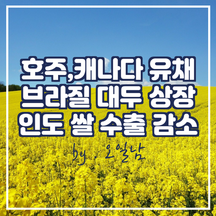  호주, 캐나다 유채 현황, 브라질 B3 미국 CME와 대두 협약 체결, 인도 쌀 수출 감소 예상, 밀 지속적 강세 소식