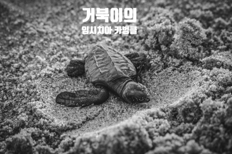  거북이에게 배우는 지혜(feat. 새끼 거북이의 임시치아)