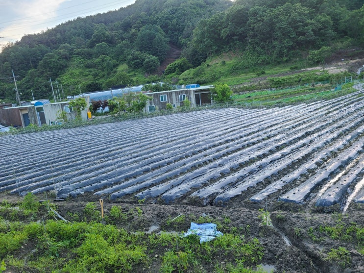  서대산농원 소개