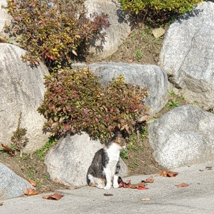 어린이대공원 산책 & 고양이