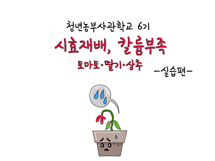  칼륨을 먹지않은 토마토와 딸기, 상추_211110